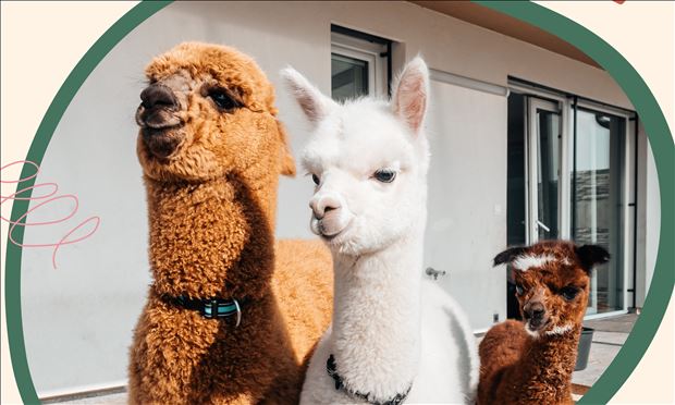 Prechádzka s Alpakami