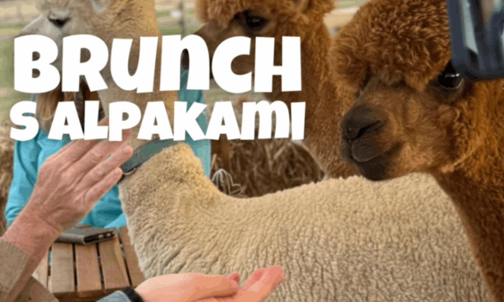 Brunch s alpakami 