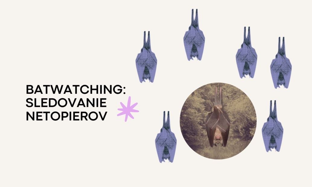 Batwatching: sledovanie netopierov