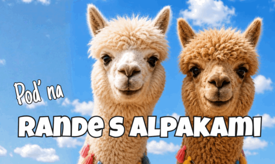 Rande s alpakami