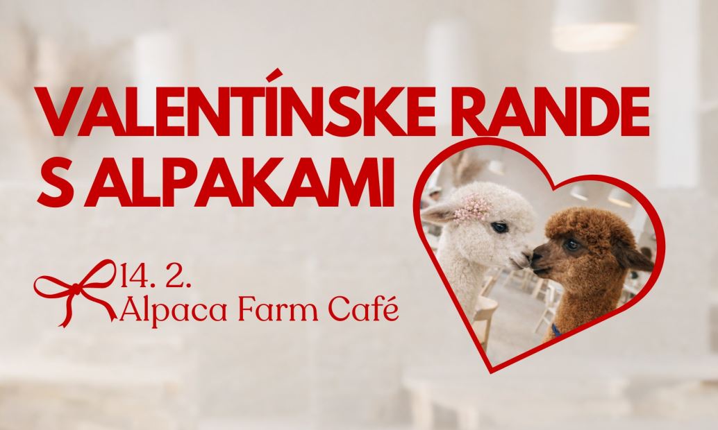 Valentínske rande s alpakami