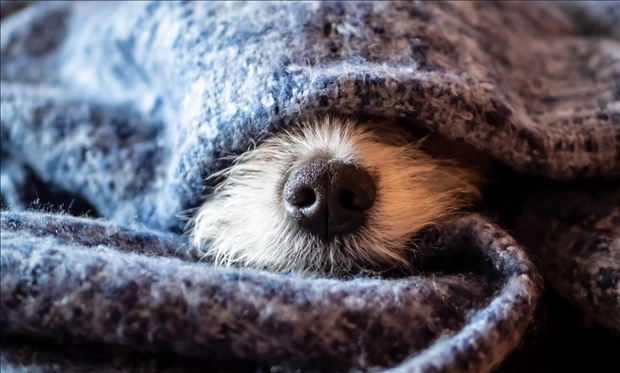 Materiálna zbierka pre psíkov / Banská Bystrica