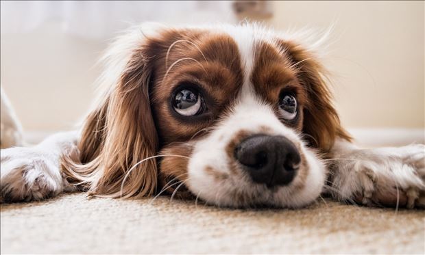 Materiálna zbierka pre psíkov / Bratislava